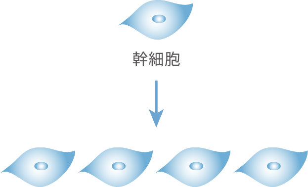 同じ幹細胞が増殖する自己複製能力