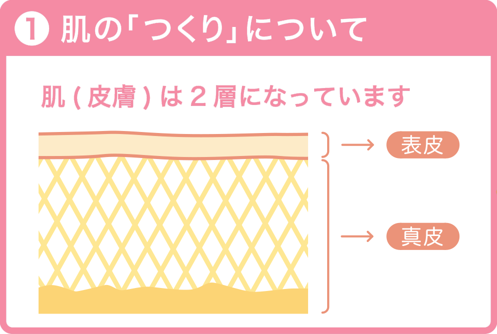 肌の「つくり」について