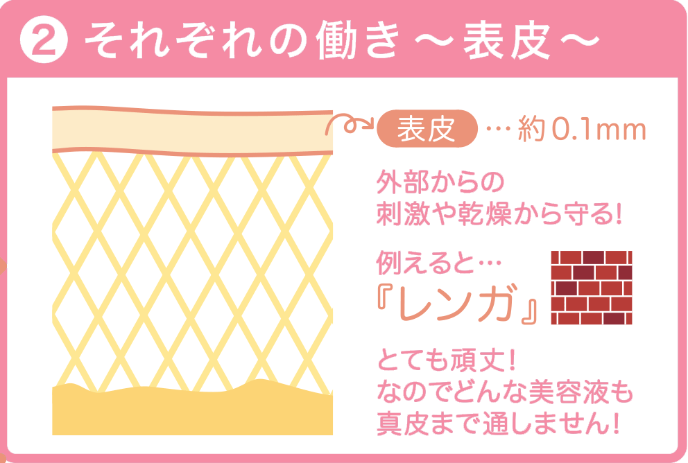 それぞれの働き～表皮～