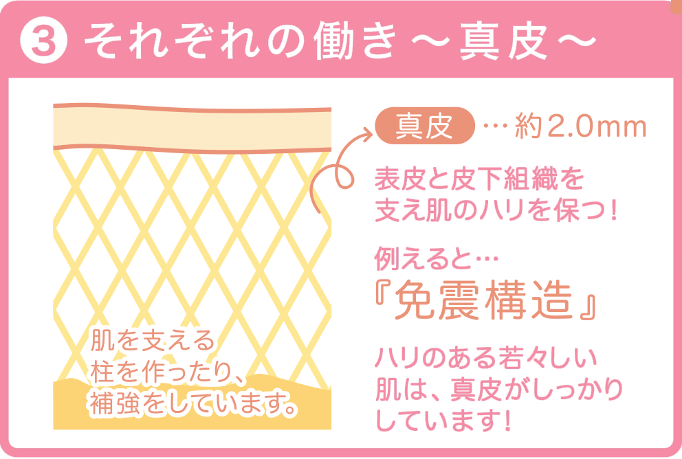 それぞれの働き～真皮～