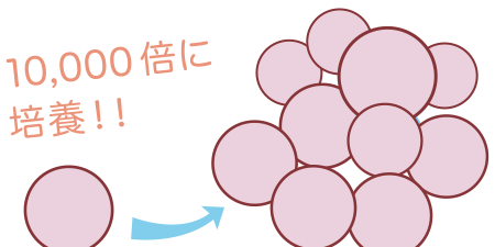 10,000倍に増殖